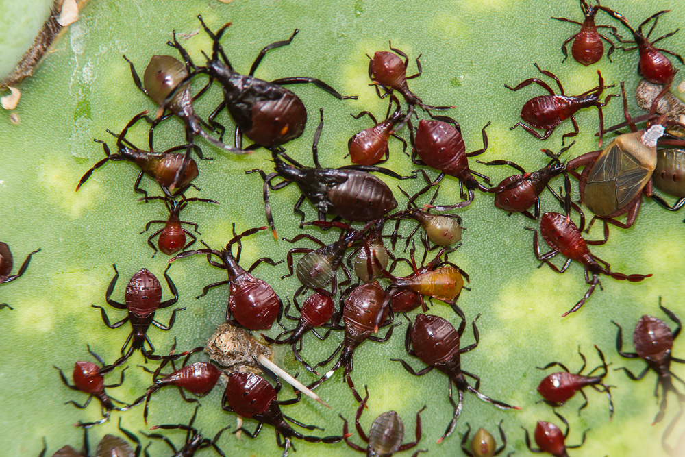Cactus Coreid (Chelinidea vittiger)
